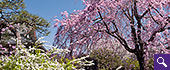 桜のサムネイル画像
