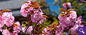 紅色の桜のサムネイル画像