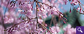 淡紅色の桜のサムネイル画像
