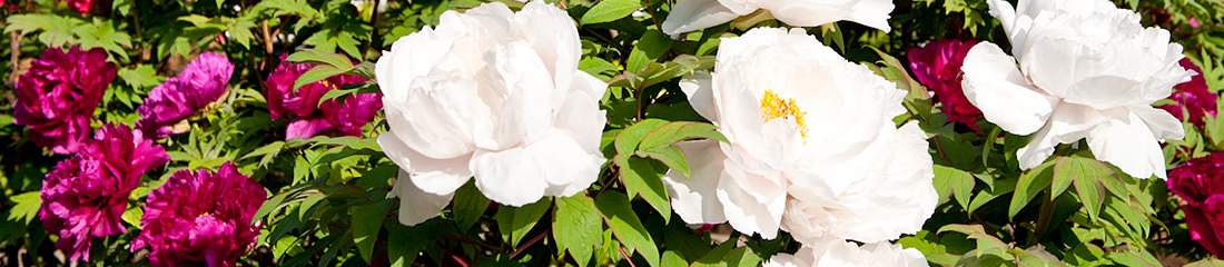 四季の花々の牡丹【西新井大師のご案内】