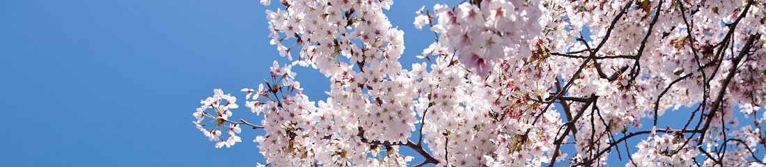 四季の花々の桜【西新井大師のご案内】