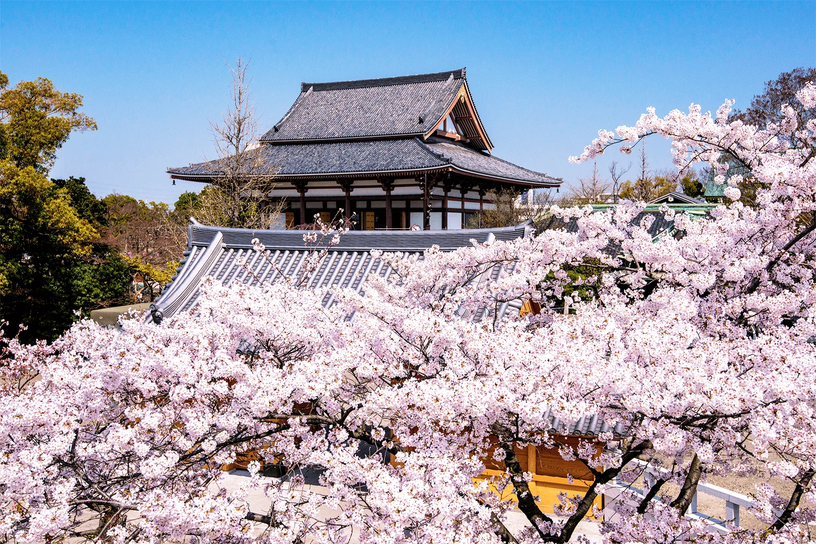桜