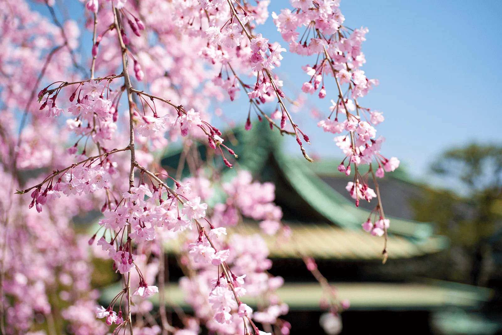 桜