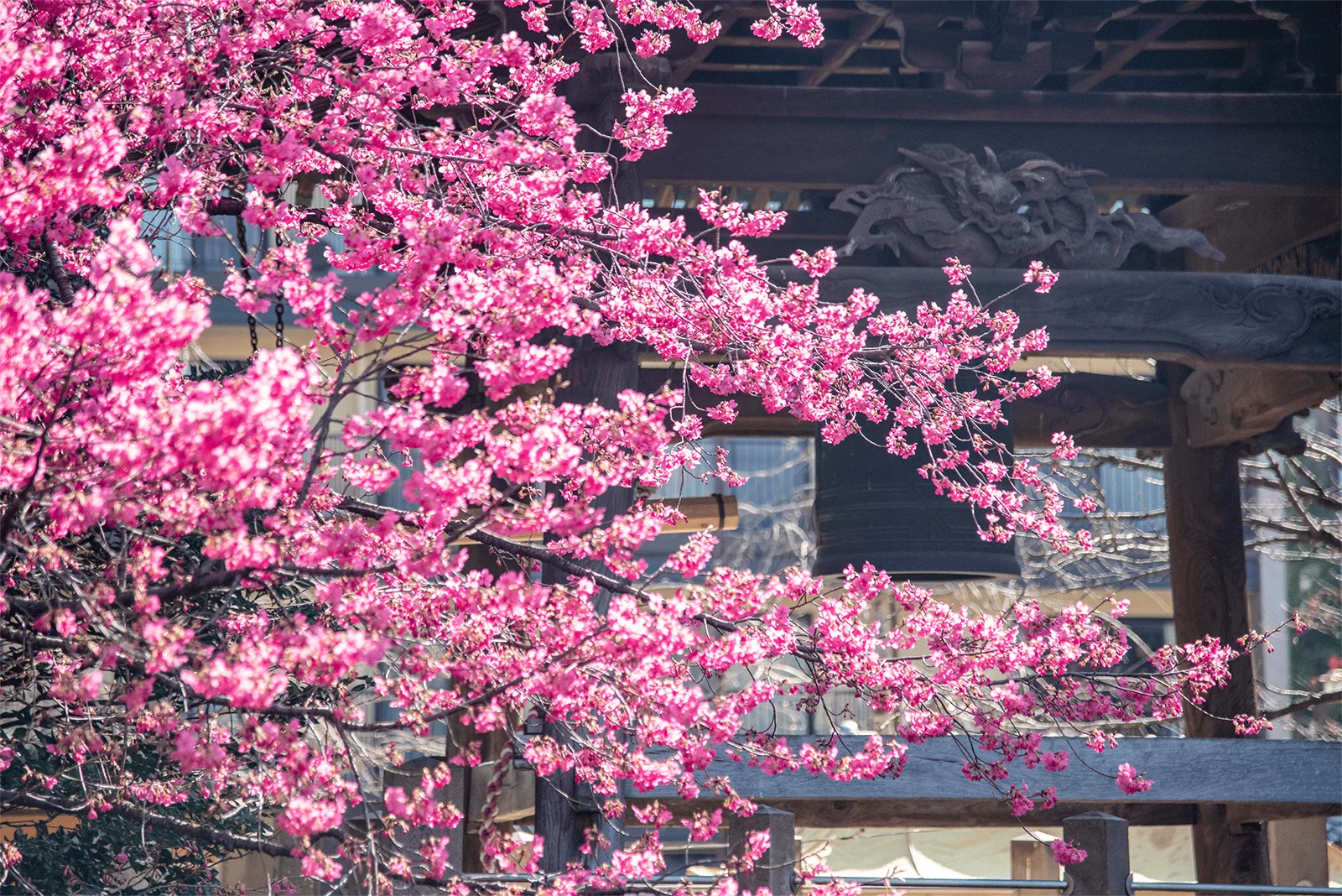 桜