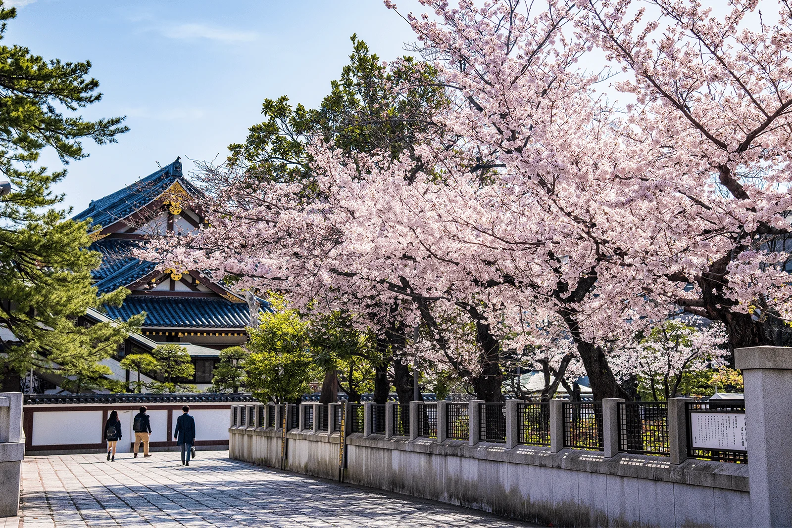 桜