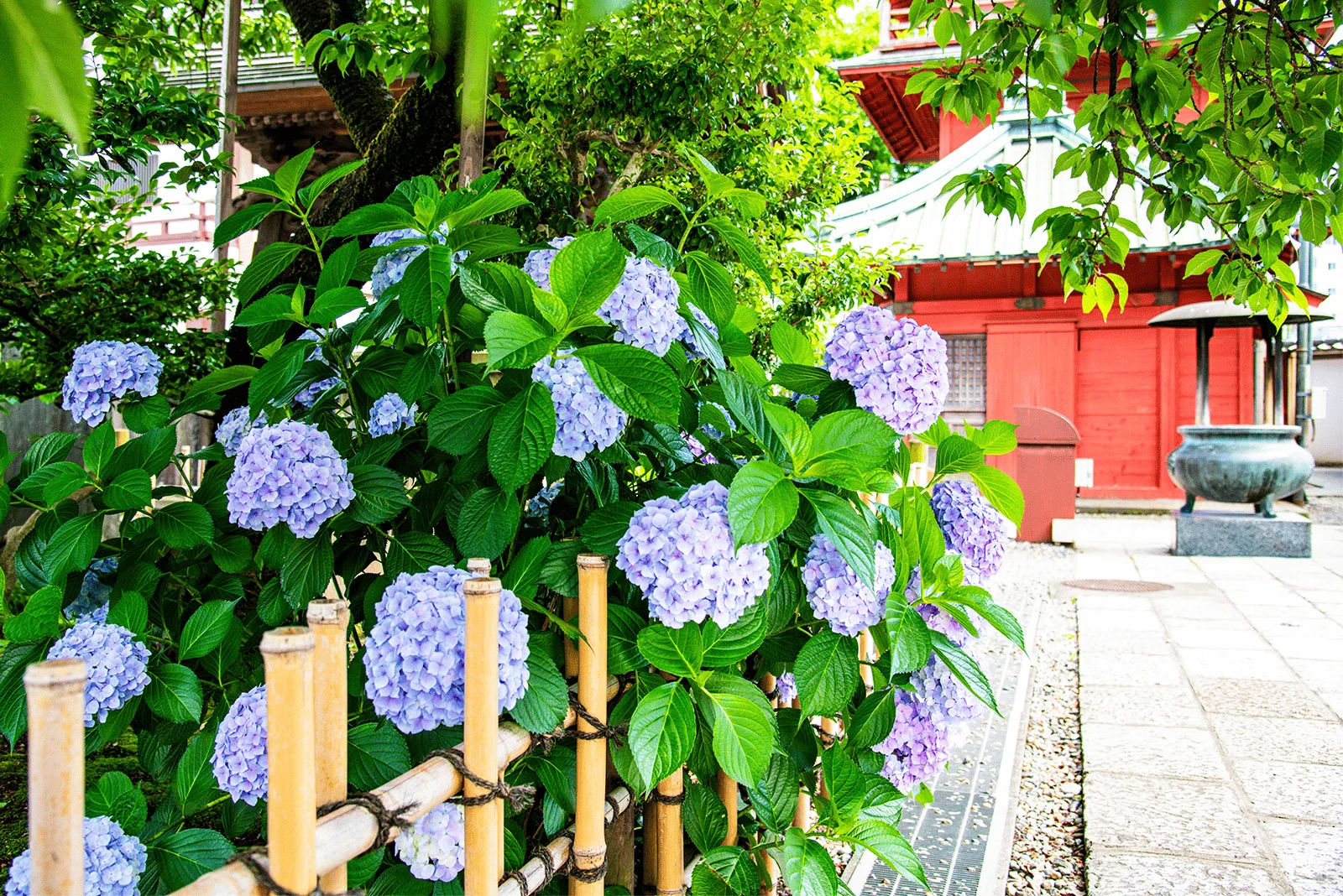 紫陽花（あじさい）