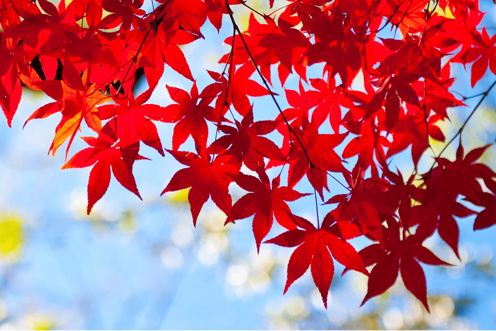 紅葉（もみじ）