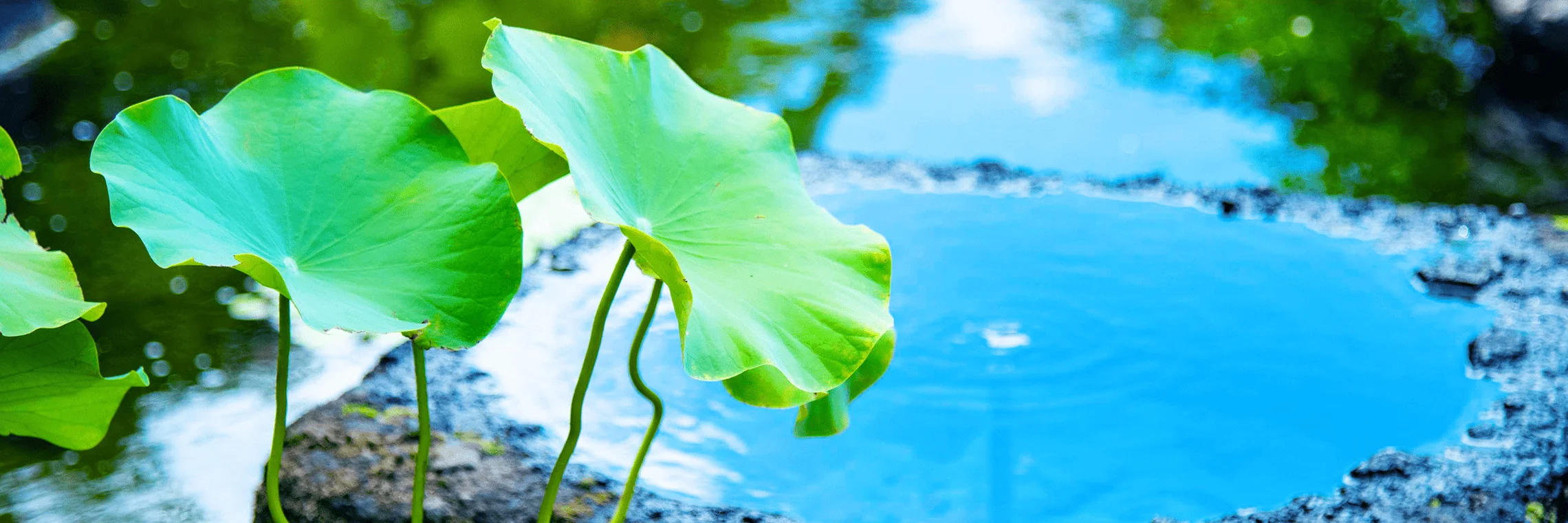 お寺からのお知らせ メインビジュアル