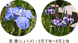 菖蒲（しょうぶ）：5月～6月上旬