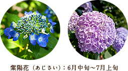 紫陽花（あじさい）：6月中旬～7月上旬