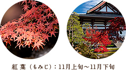 紅葉（もみじ）：11月上旬～11月下旬