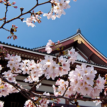 建造物と桜