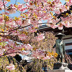 桜の歴史について