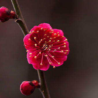 赤い花の紅梅